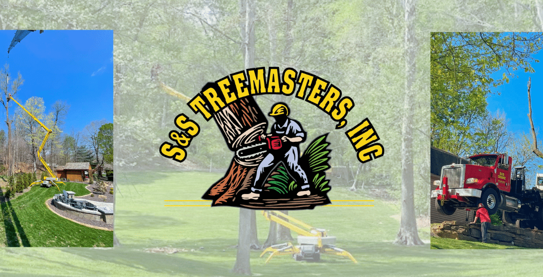 S&S Tree Masters